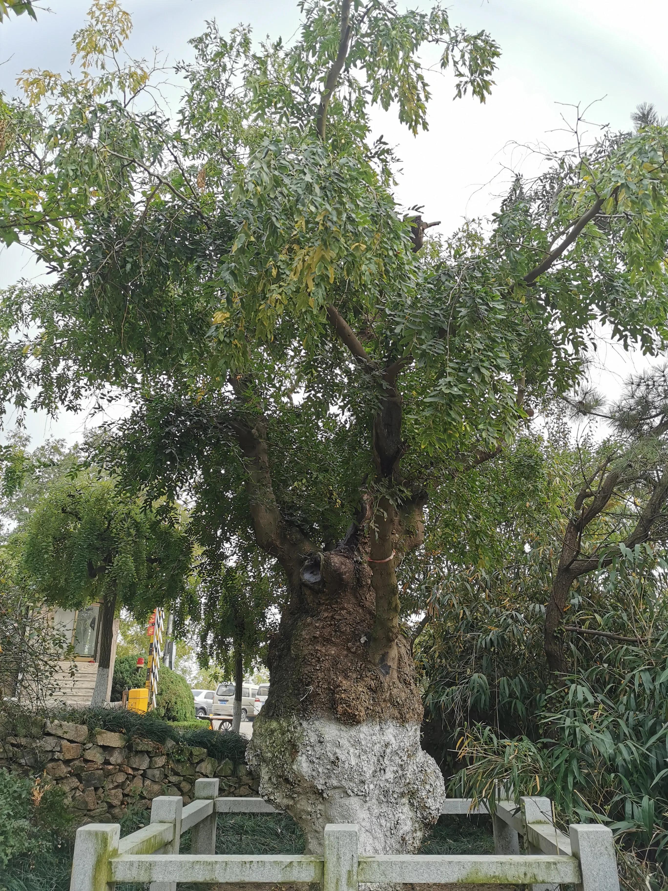 青岛崂山石老人观光园免门票吗,青岛石老人观光园景点图片