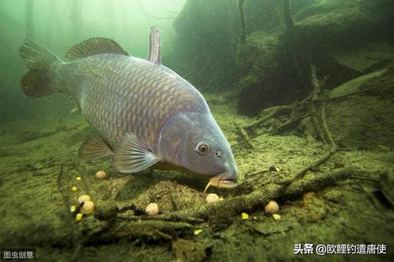 单钩会比三本钩稳吗,双钩一直单钩好吗