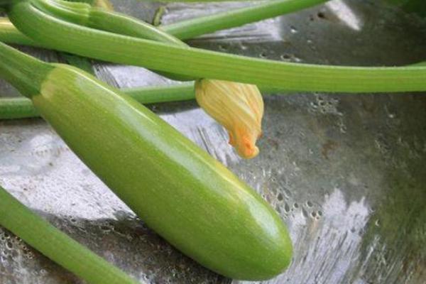 西葫芦怎么种植才能结多果,种植西葫芦到收瓜全过程