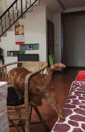 猫的本质是液体，不信看这里，萌化你