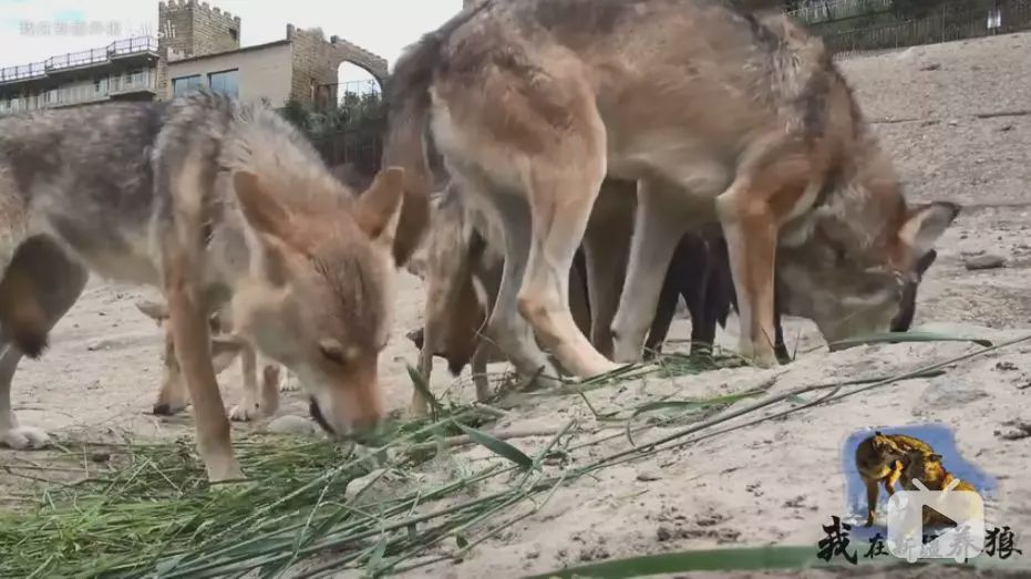 养狼disco：我在*疆新**，把狼养成了哈士奇