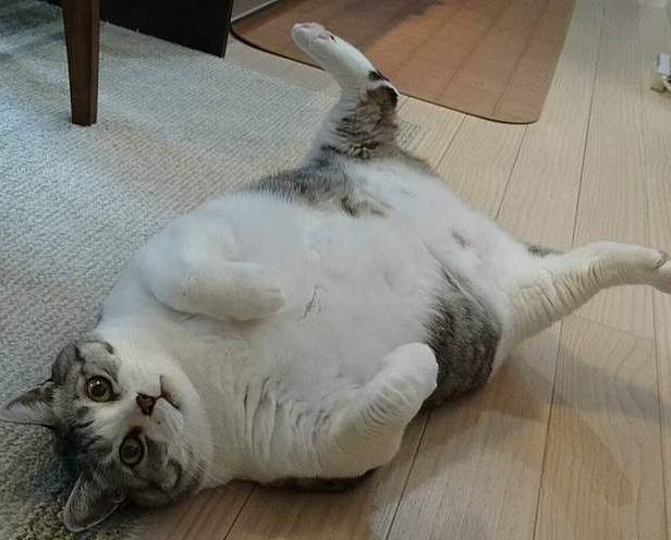 猫咪肥胖要吃什么保健品,猫咪过度肥胖是缺什么营养