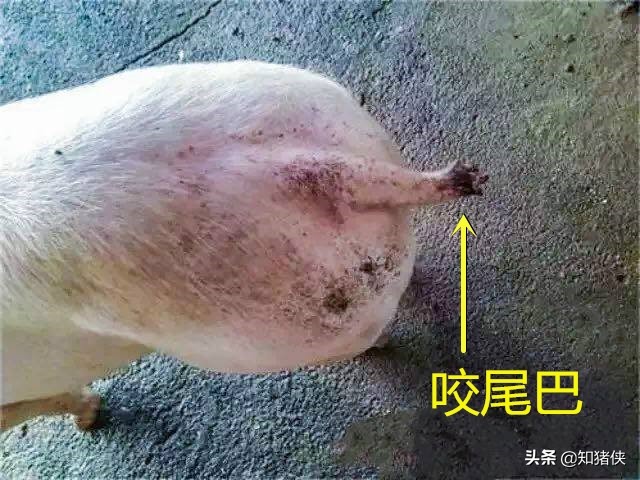 猪咬尾巴或咬耳朵是什么原因？6个原因和9种应对措施供您参考