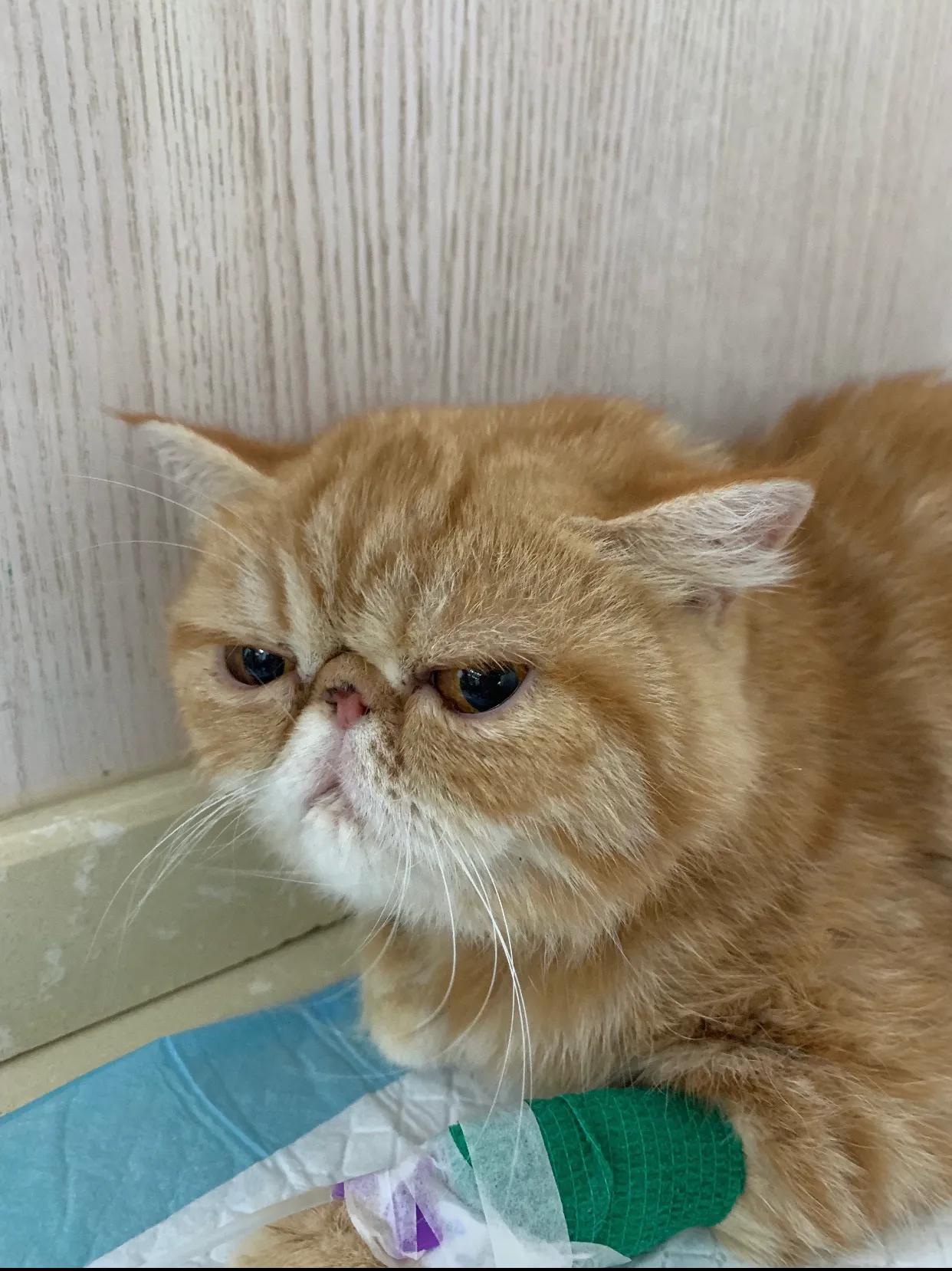 广州猫舍买英短猫,必读猫小屋家购猫流程