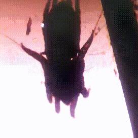 专业宠医答疑:新猫进家前必做的6项体检,万万不可少!