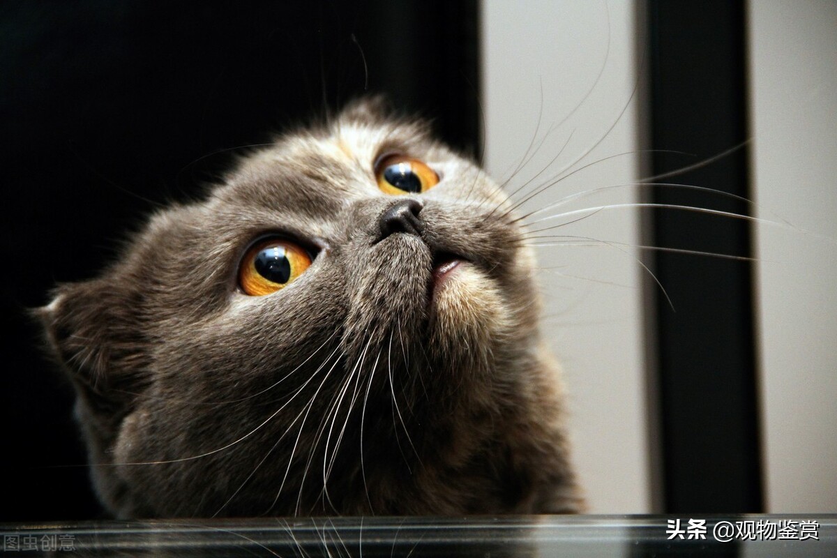 猫的生理结构决定了它特殊的需求,猫到晚上不停的叫是怎么回事