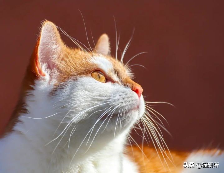 猫咪眼睛不同形态,猫咪的眼睛为什么有各种颜色