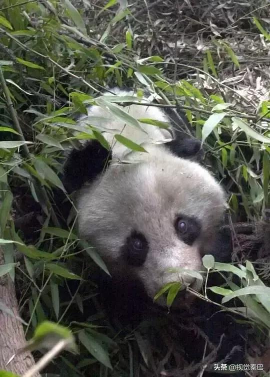 据说，2018年四川最厉害的新闻摄影都在这里