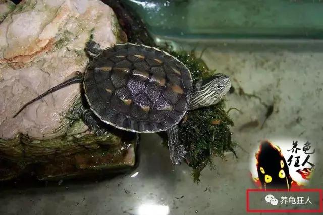 中华花龟和台湾花龟有什么区别,斑纹草龟和普通草龟的区别