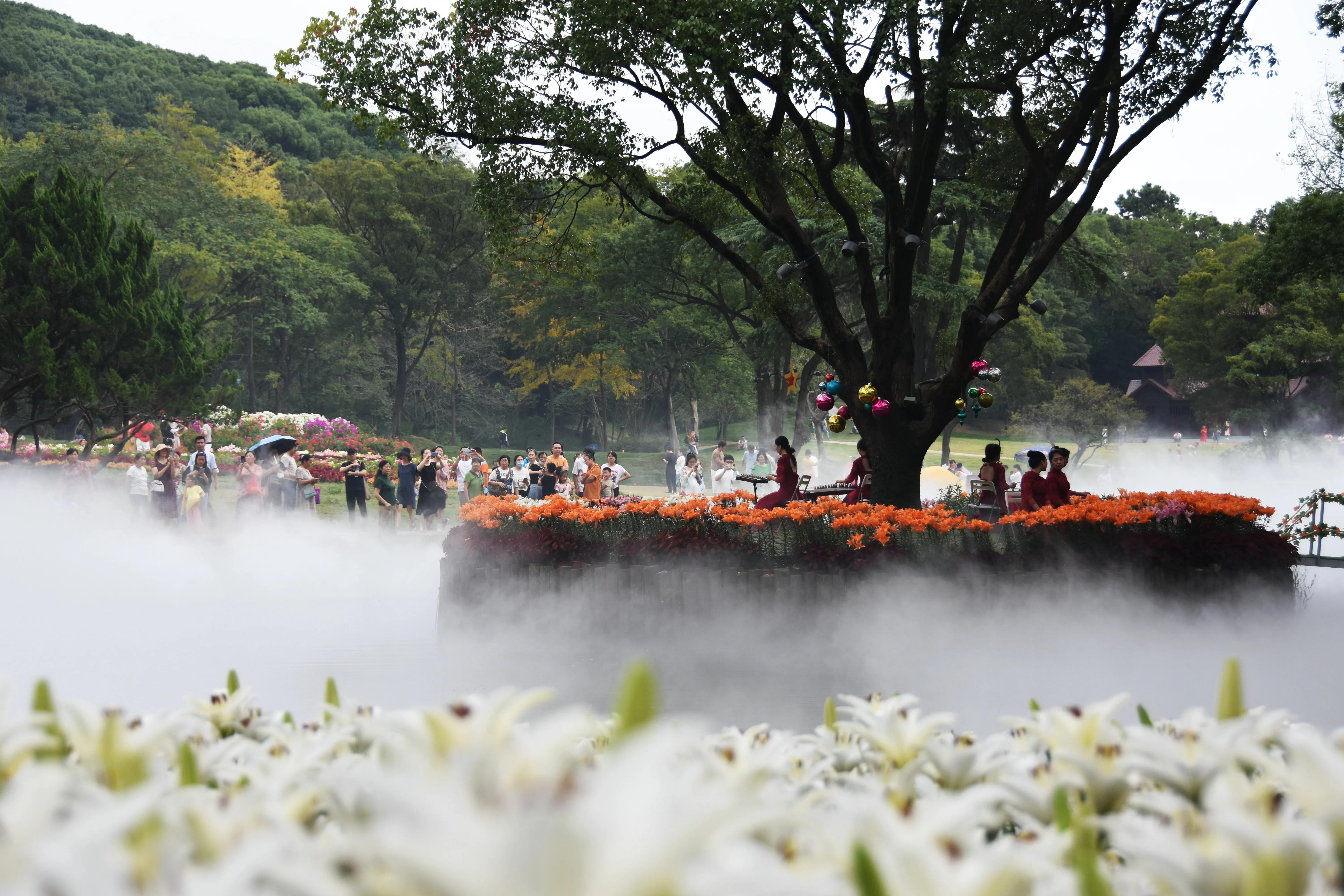 无锡梅园百合花节,无锡梅园的百合花开了