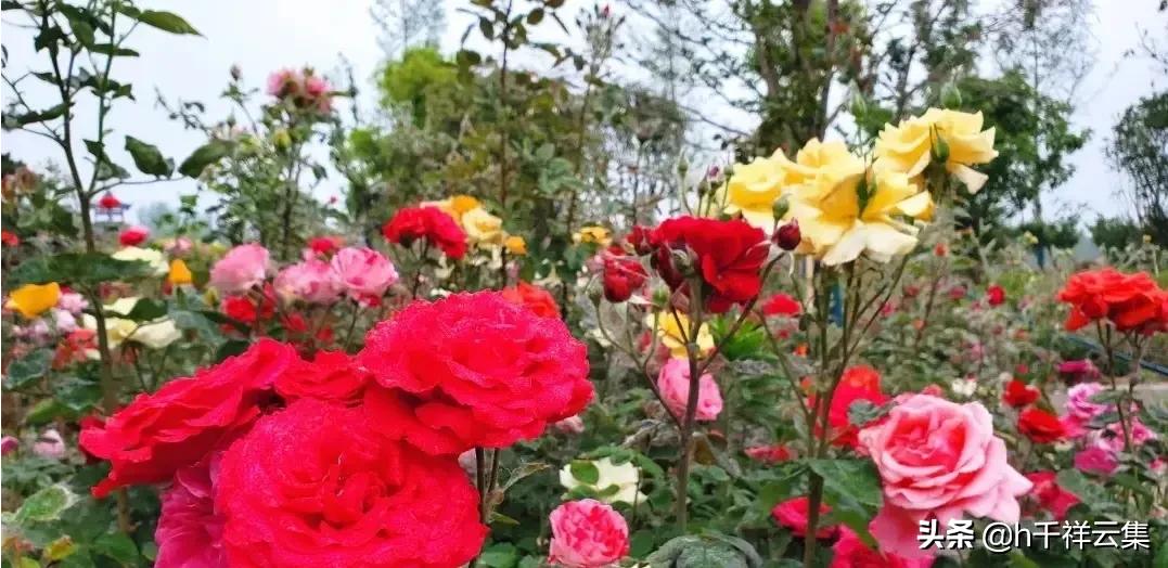 我的家乡商丘夏邑,夏邑又多一处美景有山有水还有花