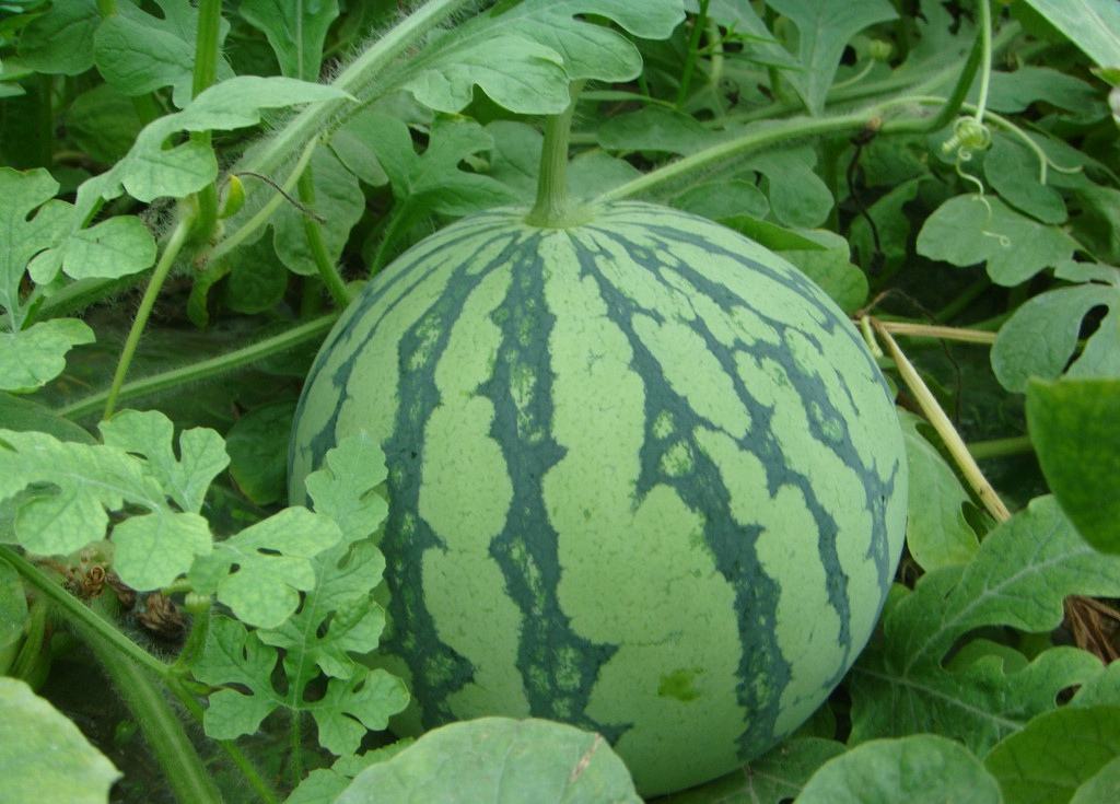 8424的西瓜为什么那么甜,最靠谱挑选8424西瓜的方法