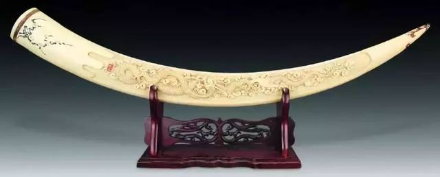 象牙进化历史,象牙是如何进化的