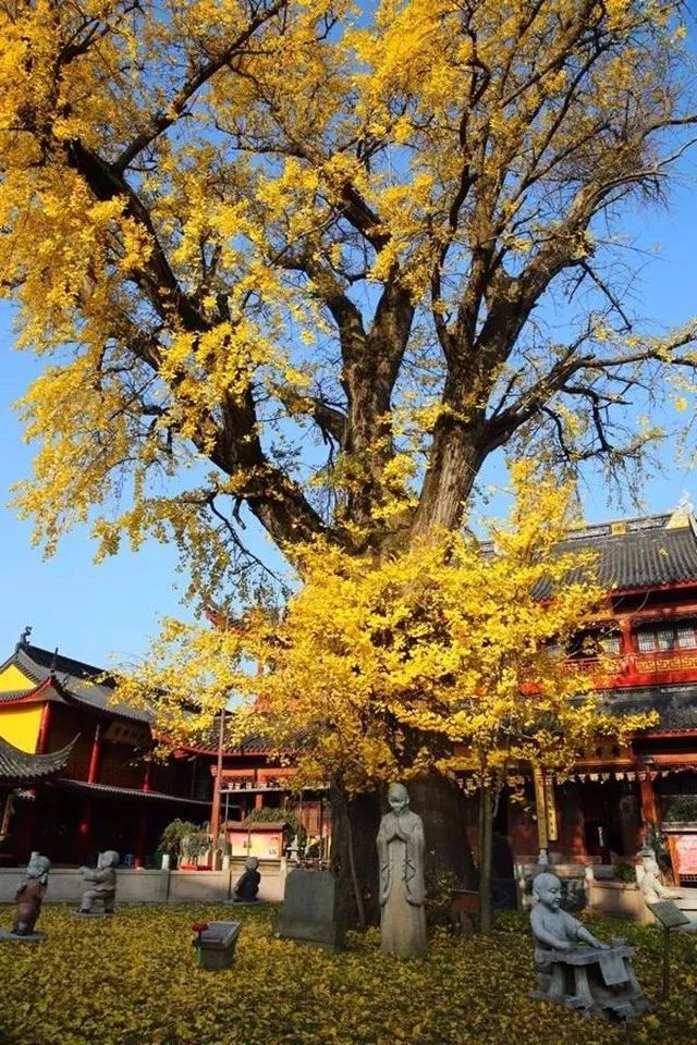 在上海拥有这样一个露台多幸福,在上海有一种温暖叫邻里互助