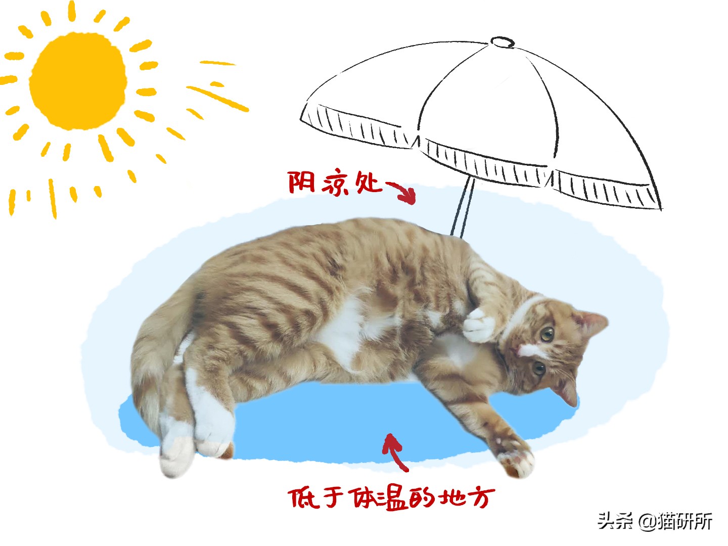 猫咪中暑急救,猫防中暑最好的方法