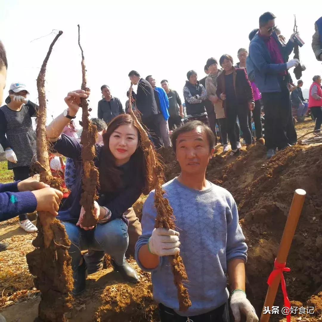 铁棍山药与普通山药哪种好吃,铁棍山药和小白嘴山药味道的区别