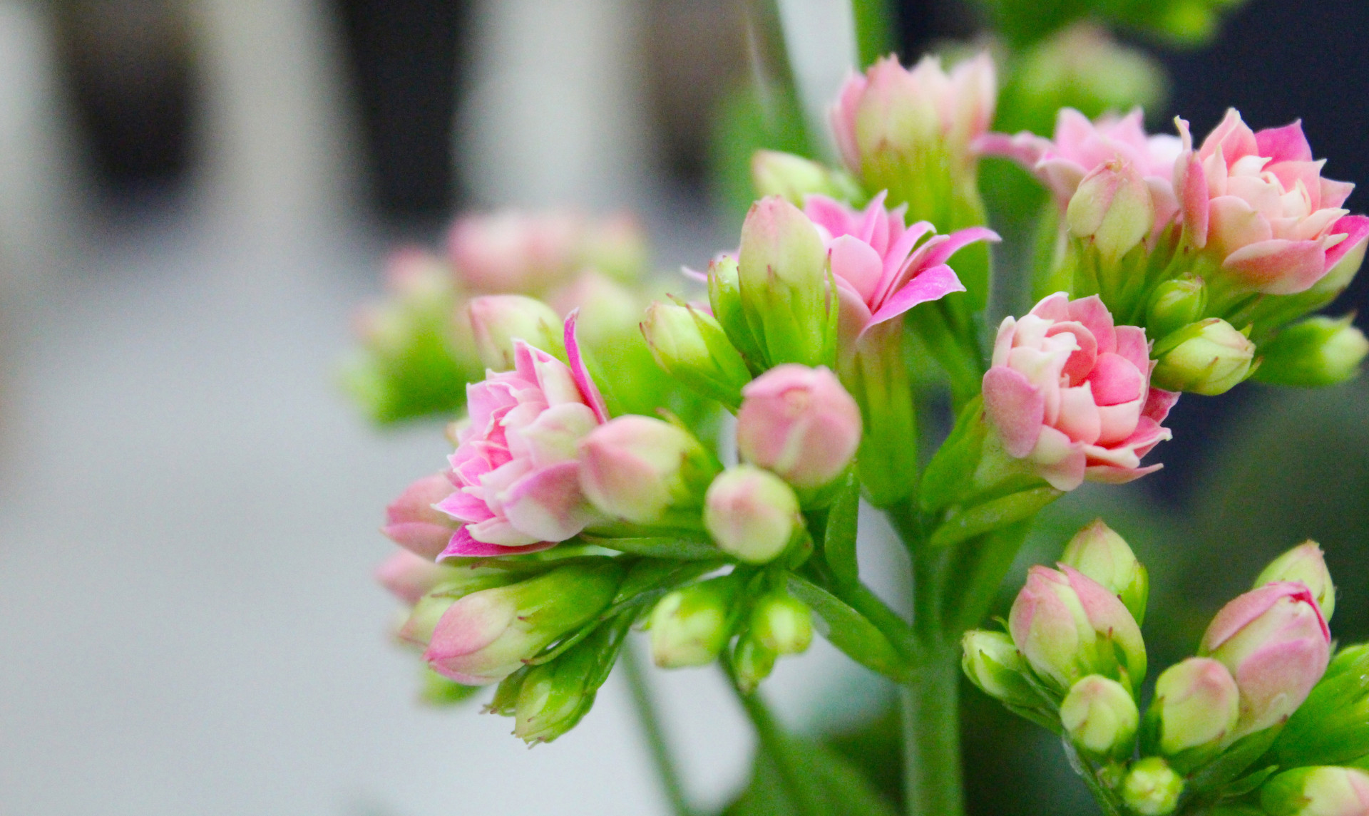 这几种常见的多肉植物有毒,你家里有养吗?