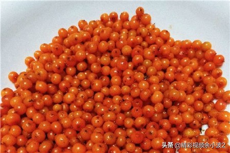 盆栽沙棘叶蔫了怎么回事,沙棘干枯是什么原因