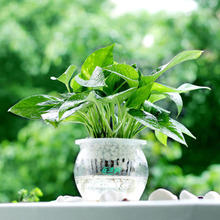 绿萝烂根黄叶这样处理又变精神了,水培绿萝总是烂根黄叶怎么办视频