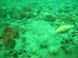 扇贝跑路的风险,扇贝真的会跑么