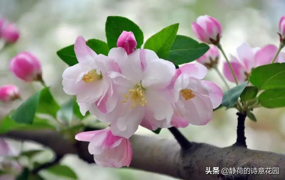 春日咏海棠经典诗词,咏海棠十首诗解析