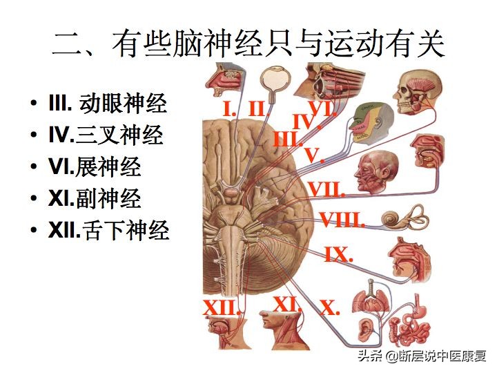 中枢神经系统断层解剖讲解,中枢神经3d解剖动画