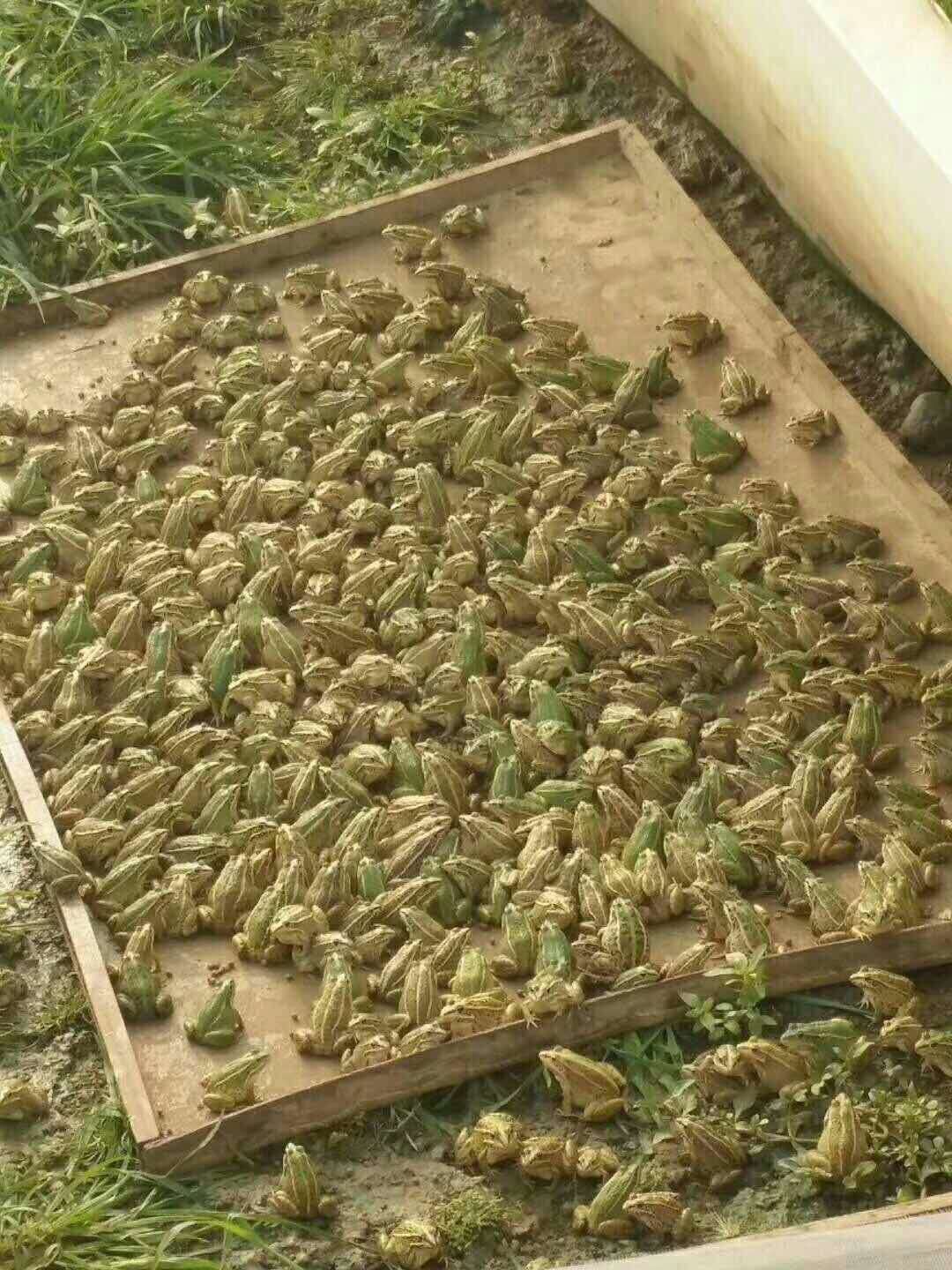 青蛙养殖技术指导利润,青蛙的养殖技术视频直播