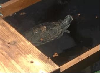 如何提高龟的互动性,养龟怎么和龟互动