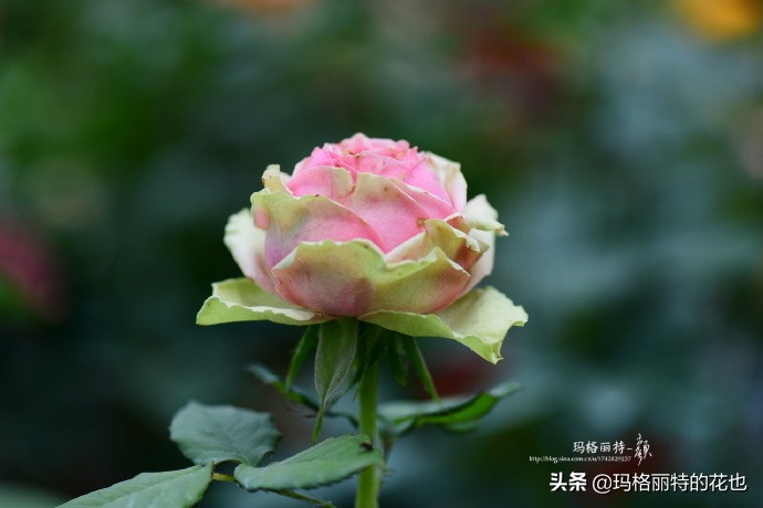 历史悠久的十大名花（海量美图），你选哪个做国花？