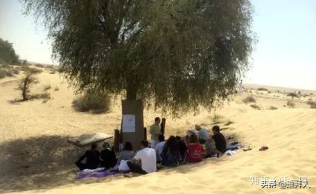 迪拜种一棵树,迪拜养一棵树成本