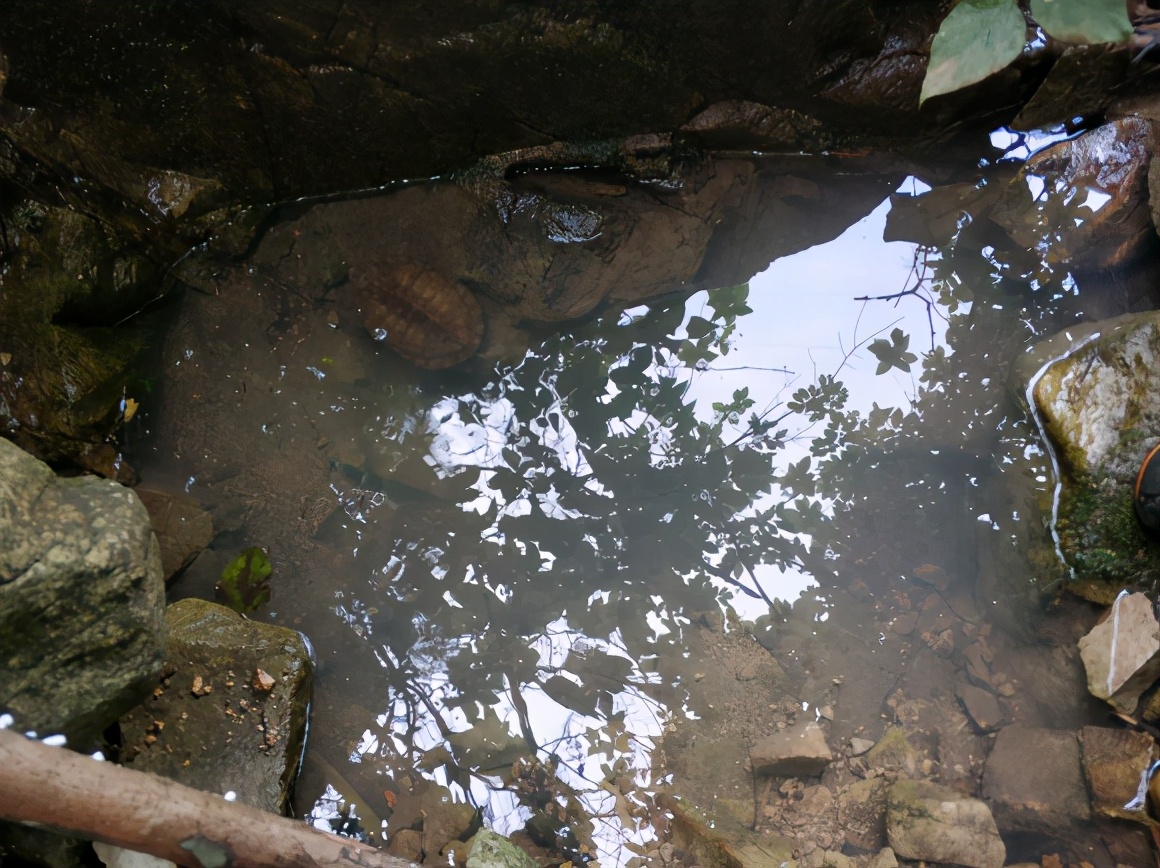 罕见的野生山龟,渔民捕获罕见龟