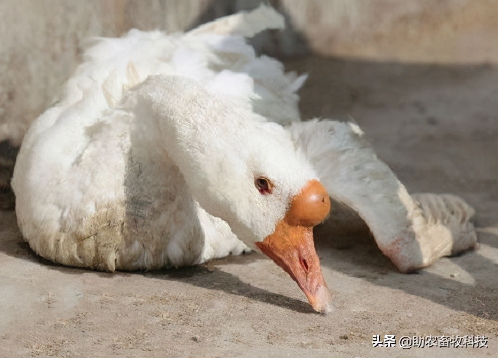 鹅肠道病的症状与治疗,快速判断鹅病的四种方法