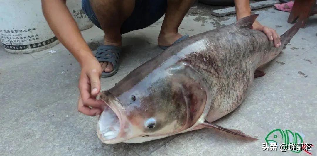 养殖什么小型鱼能赚钱,2021年鱼塘养殖什么鱼最赚钱呢