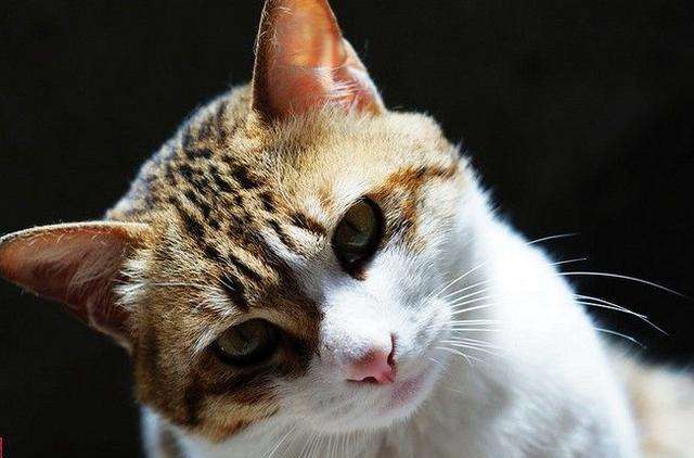 中华田园猫的品种介绍和图片大全,中华田园猫八大品种