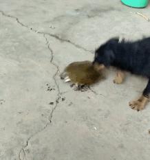 都说尖头弹易碎还跳弹，那为啥穿甲弹还是尖尖的，原因很简单