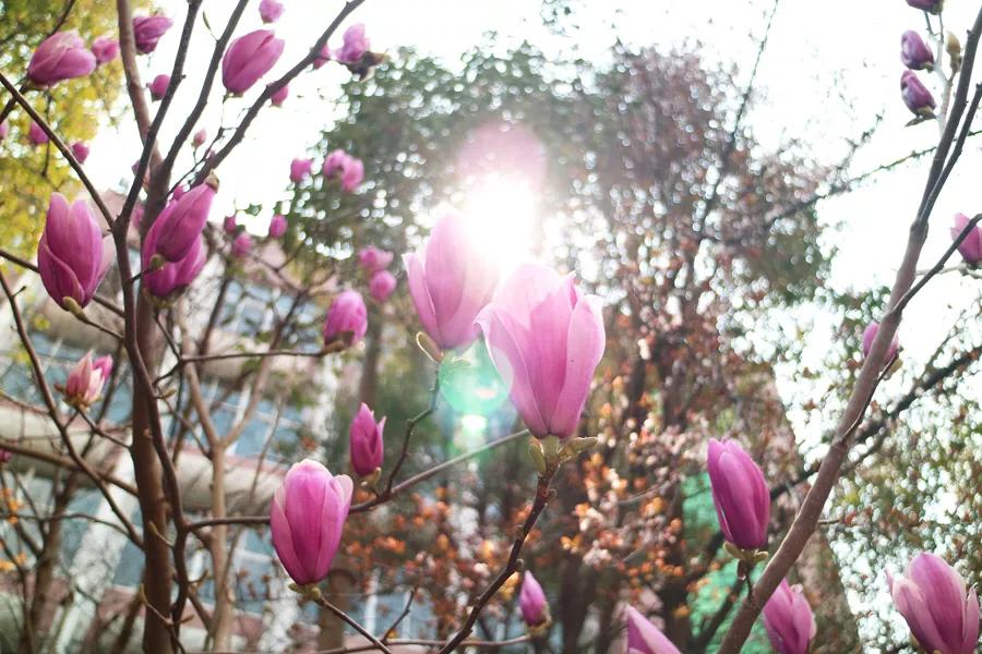 春日丽院，与你一起沐浴阳光