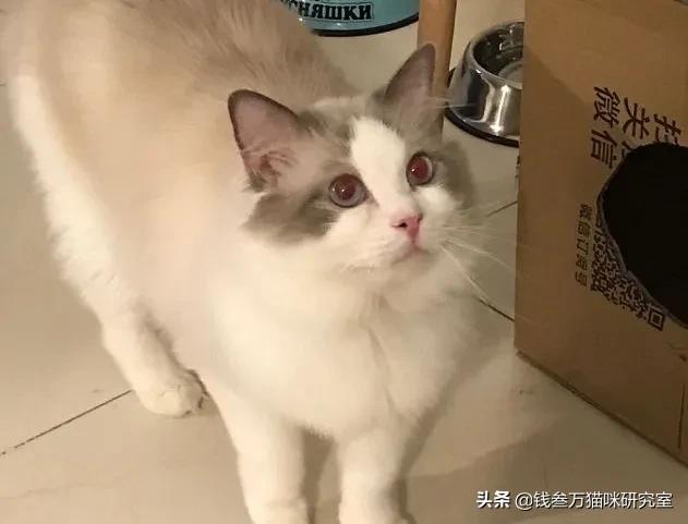 怎么能让猫毛有光泽,如何让猫毛光滑漂亮