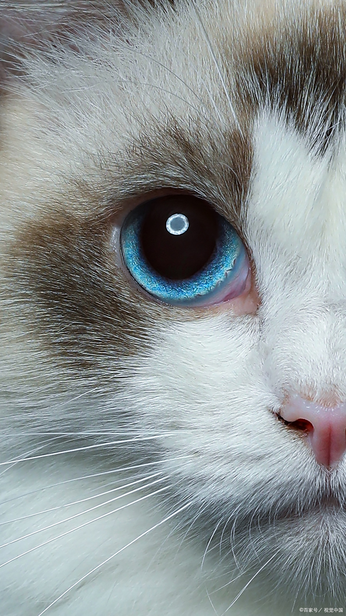 布偶猫真的很不好养吗,布偶猫真的很难养吗