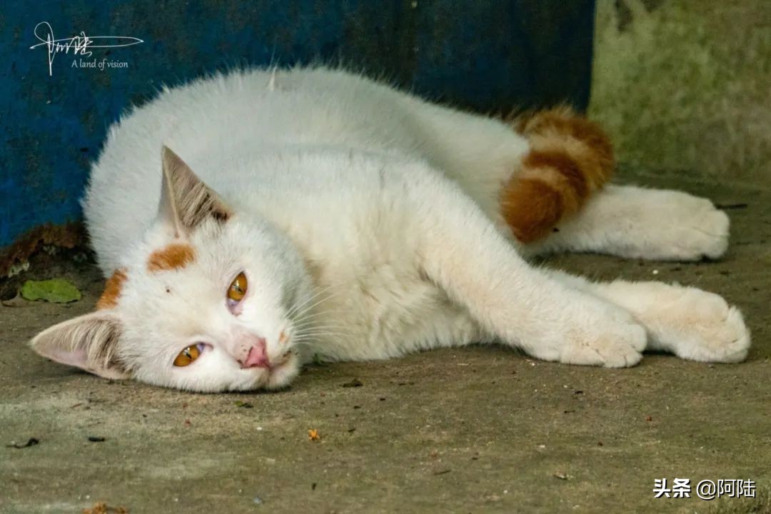 杭州第一街河坊街,杭州河坊街最繁华