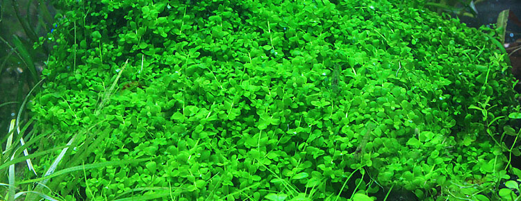 草缸水草种子,草缸造景用水草种子好吗