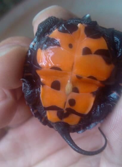 刚破壳的小乌龟怎样分雌雄,乌龟怎么分辨公母小草龟