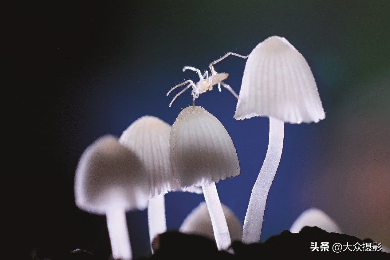 美丽之上,自然生态摄影介绍