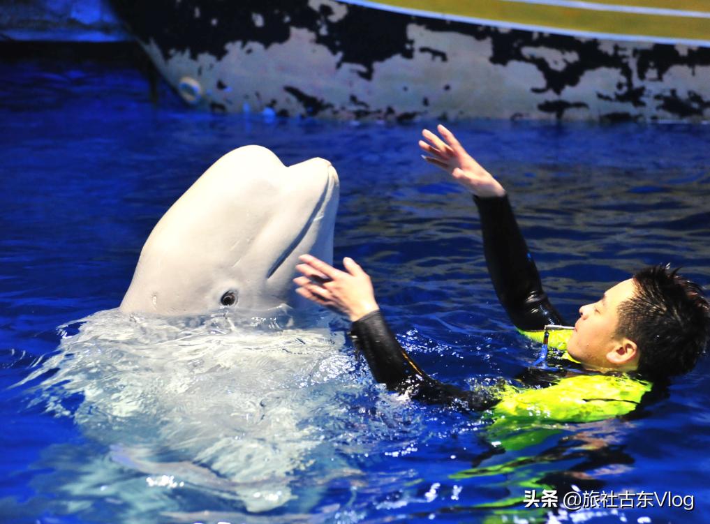 成都海昌极地海洋馆动物表演时间,武汉海昌极地海洋世界动物
