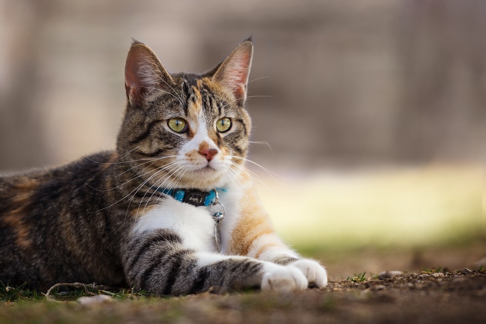 go猫粮是膨化粮吗,go猫粮现在还能买吗