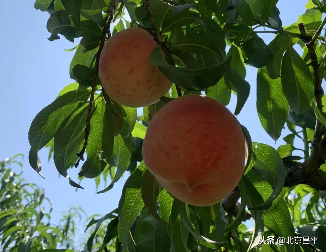 昌平鲜桃采摘地点,桃醉一夏