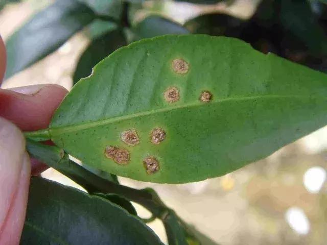 春季柑橘树预防什么病虫害,柑橘病虫害施药时间表