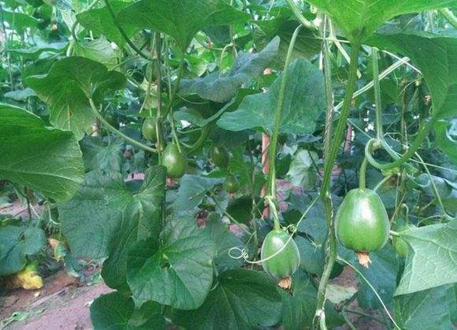 绿宝甜瓜授粉后幼瓜裂瓜怎么解决,绿宝瓜裂瓜怎么办