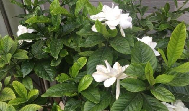 栀子花黄叶原因判断方法,栀子花从下面出现黄叶应怎样处理