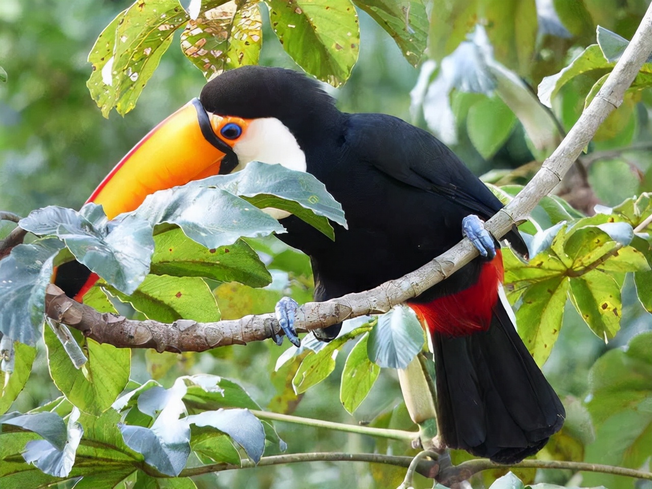 人类禁区地球之肺亚马逊雨林,勇闯地球禁区探索南美亚马逊雨林