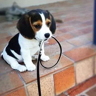 致死率100%的狂犬病,致死率100%的狂犬病误区